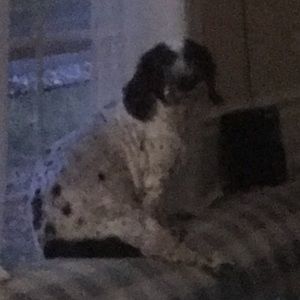 Meet your Posher, Melody